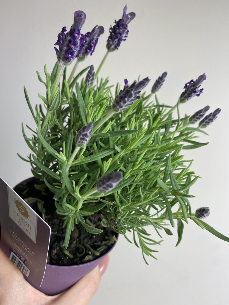 Lavandula stoe. Anouk