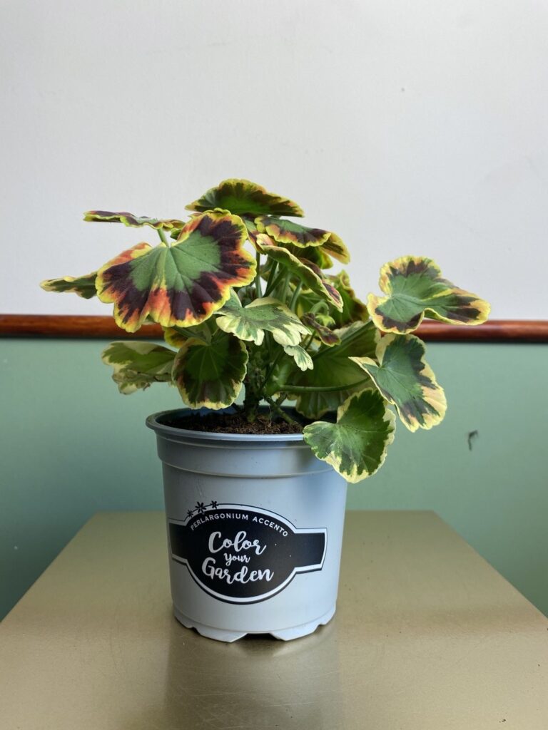 Pelargonium leaf contrast