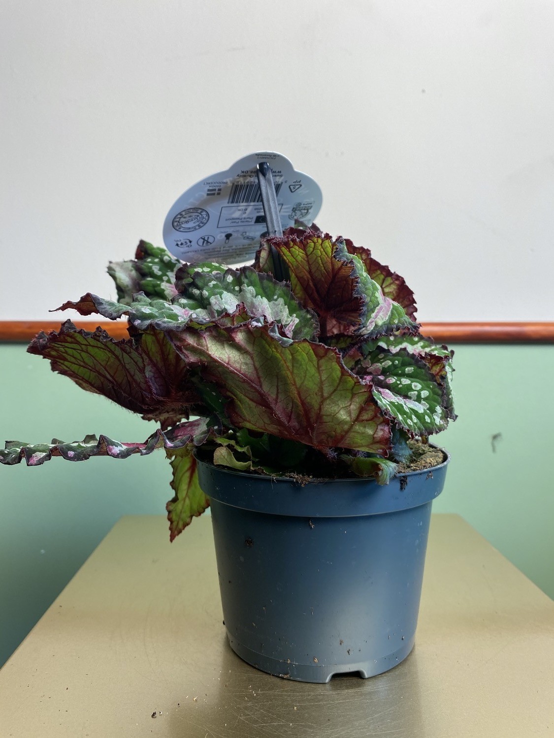 Begonia rex Merry Christmas