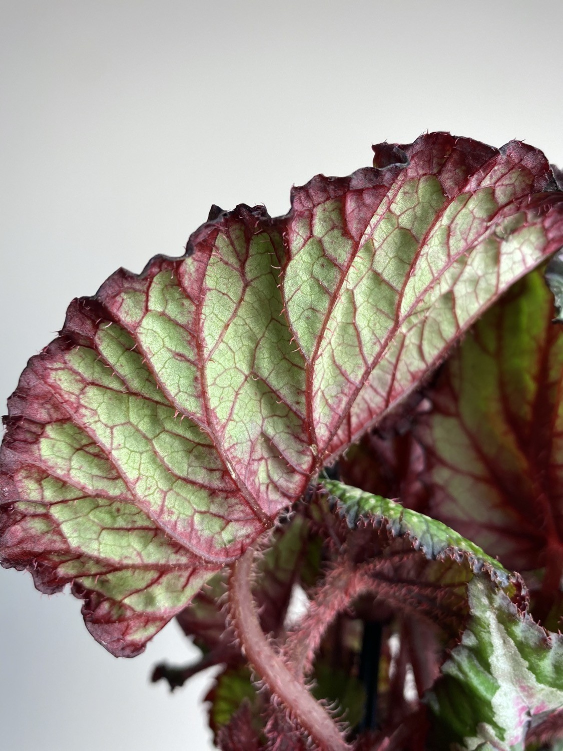 Begonia rex Merry Christmas