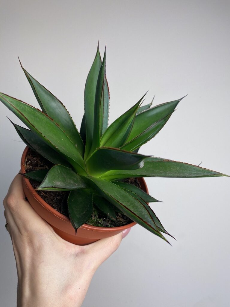 Agave Shaku Zulu