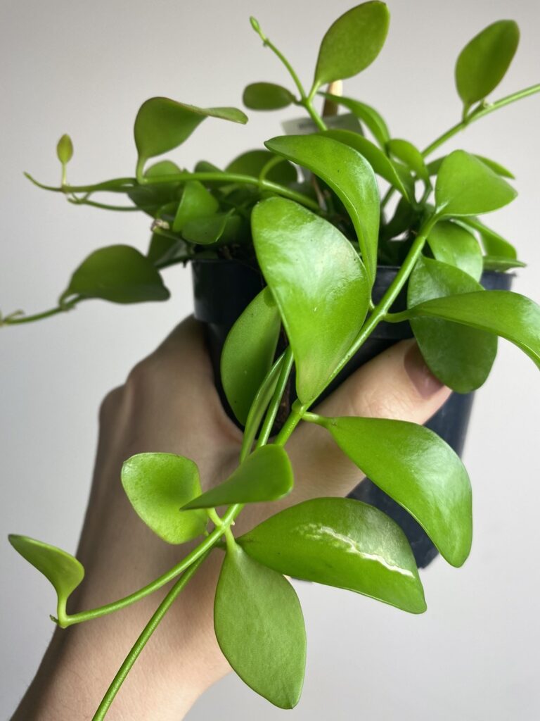 Dischidia Geri
