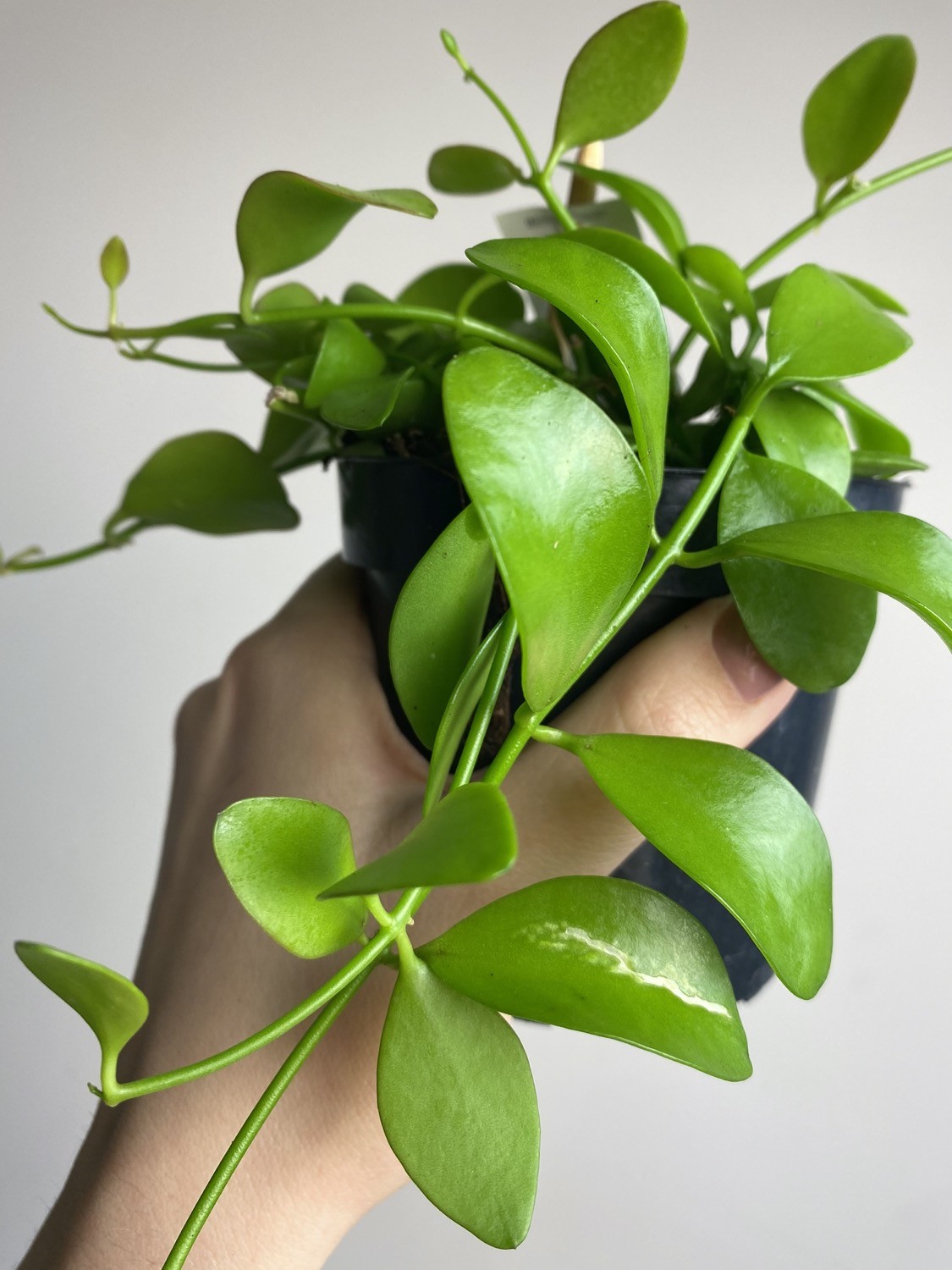 Dischidia Geri