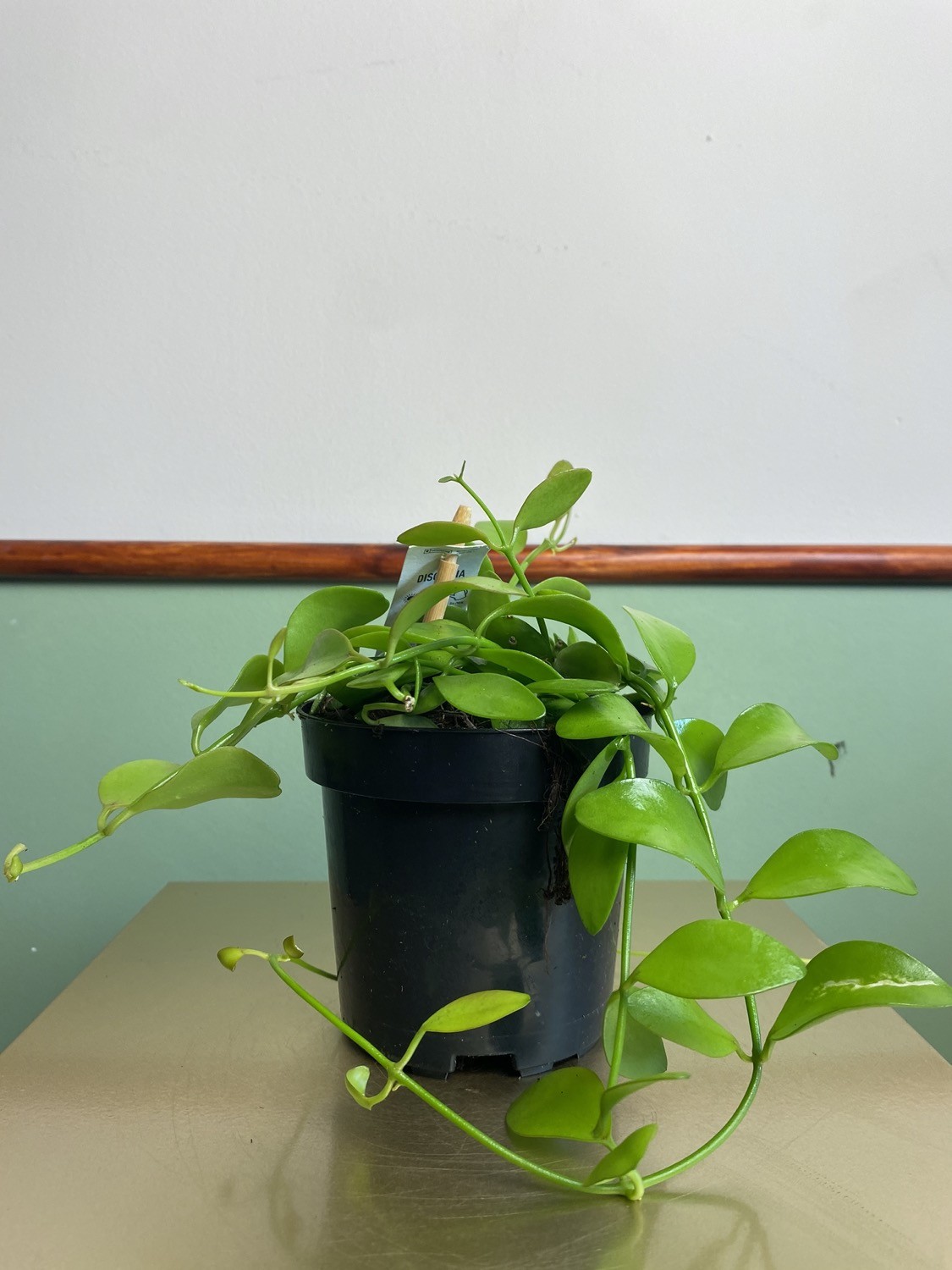 Dischidia Geri