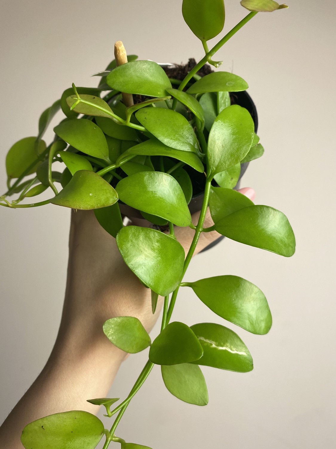 Dischidia Geri