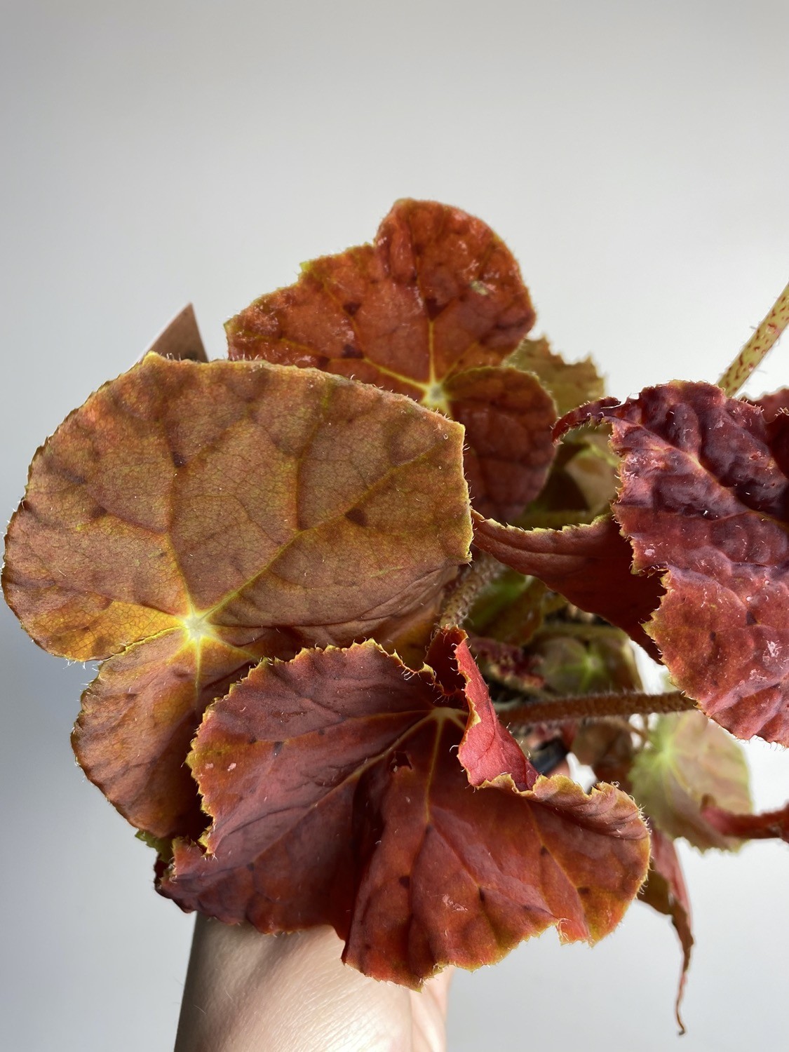 Begonia Autumn Ember