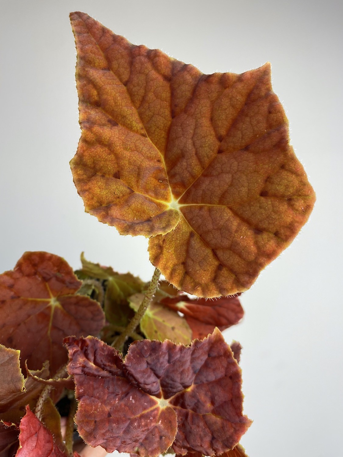 Begonia Autumn Ember