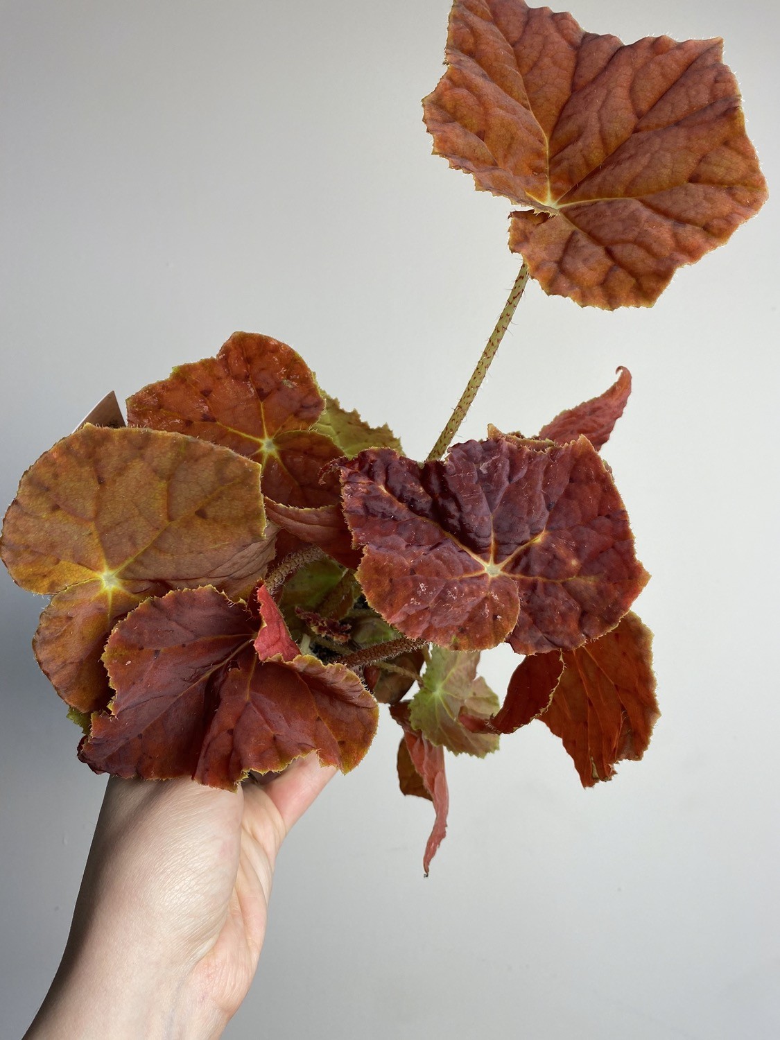 Begonia Autumn Ember