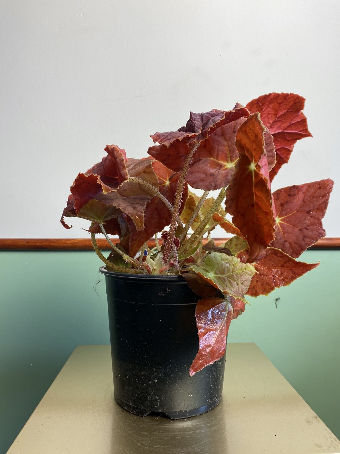 Begonia Autumn Ember