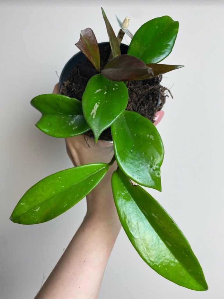 Hoya Dark Red