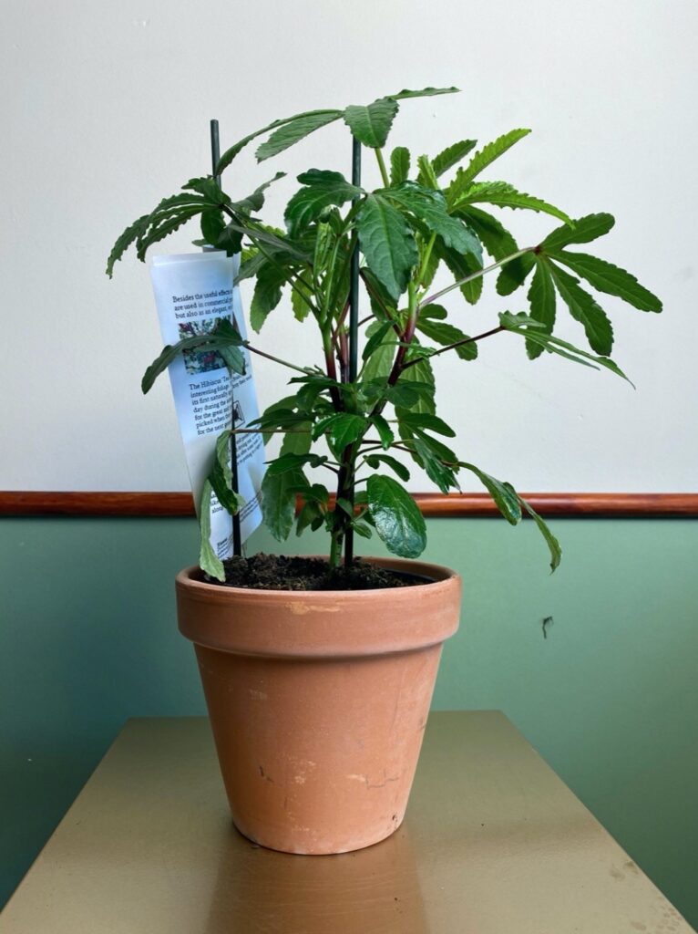 Hibiskus rosa w ceramicznej doniczce