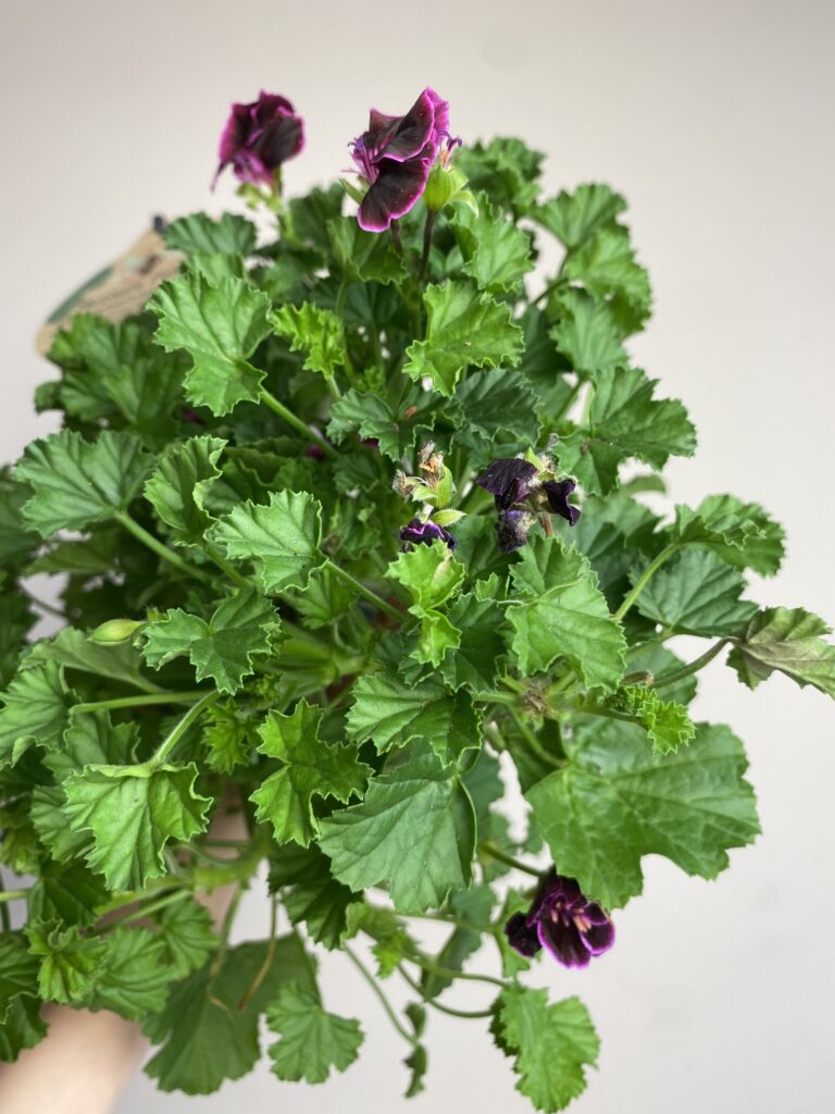Pelargonium graveolnes