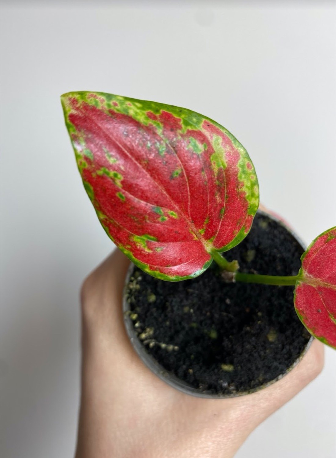 Aglaonema Geely