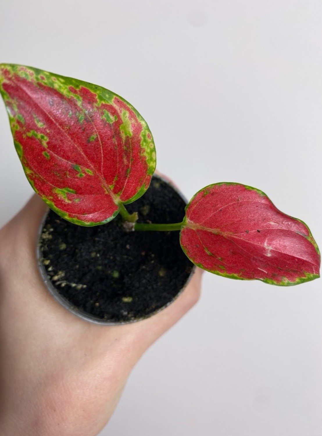 Aglaonema Geely