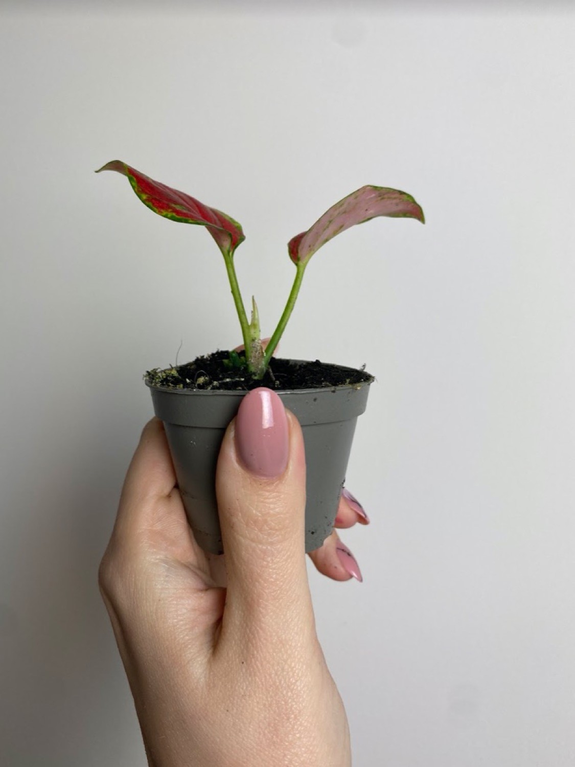Aglaonema Geely
