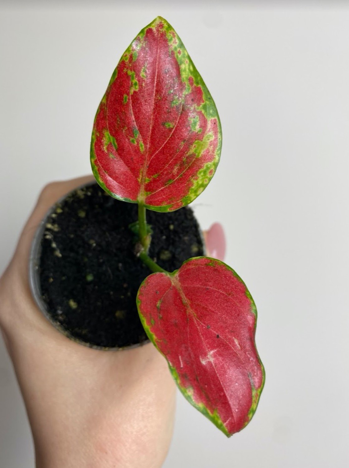 Aglaonema Geely