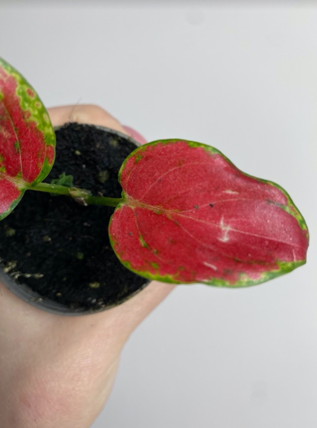 Aglaonema Geely