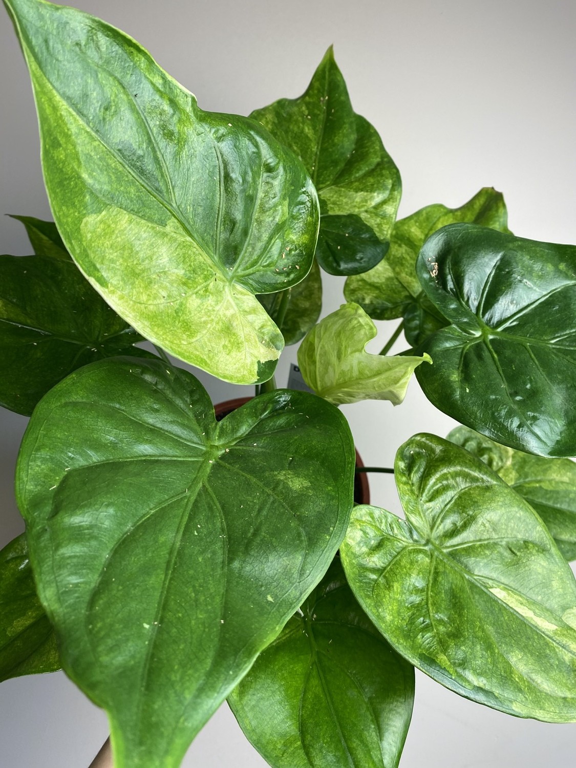 Alocasia Culculata Variegata