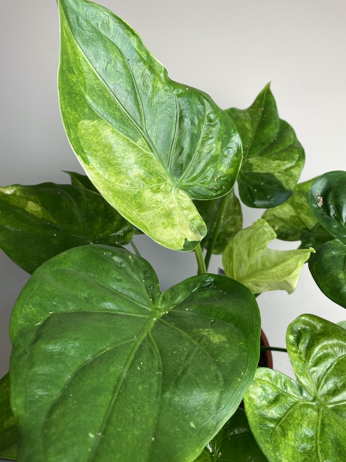Alocasia Culculata Variegata