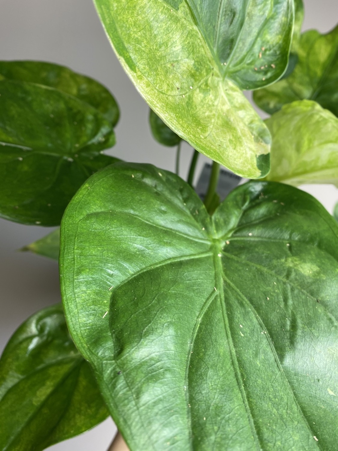Alocasia Culculata Variegata