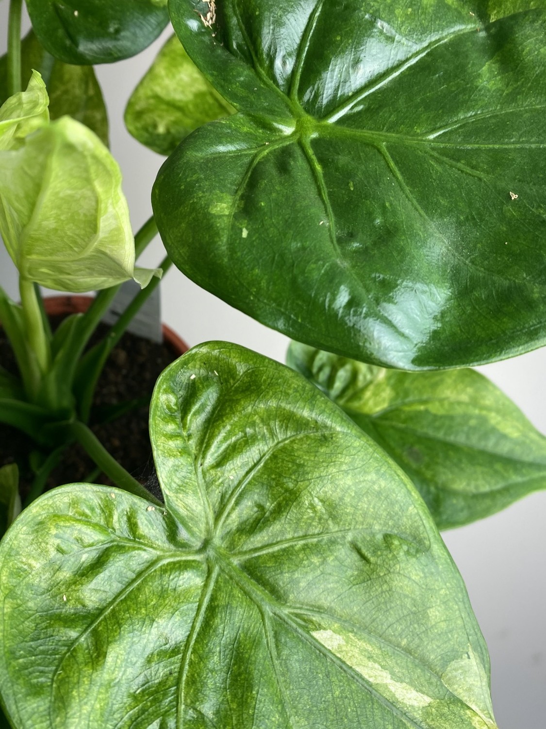 Alocasia Culculata Variegata