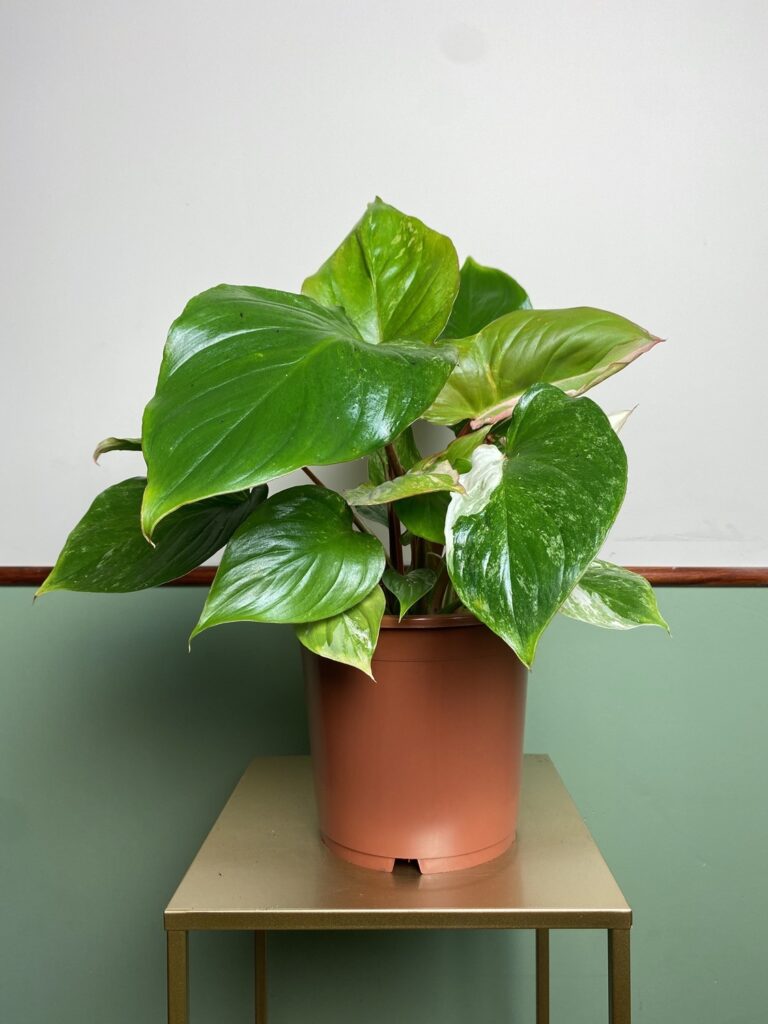 Homalomena Variegata