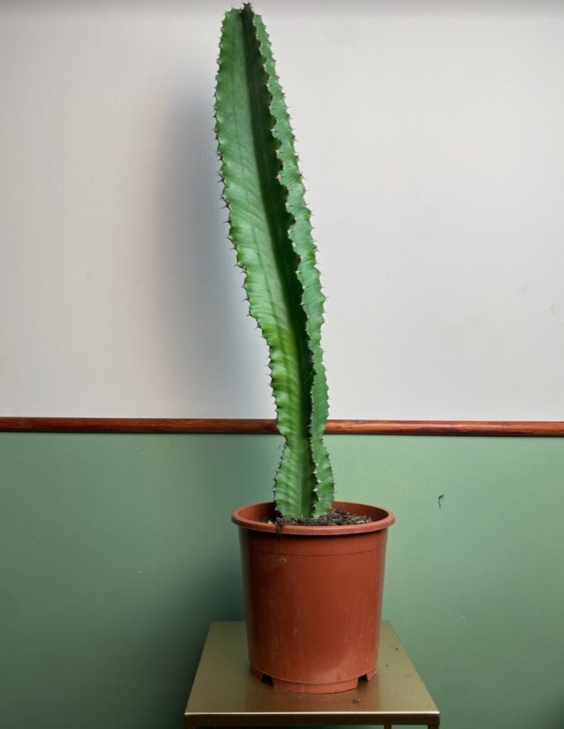 Kaktus Euphoria acrurensis