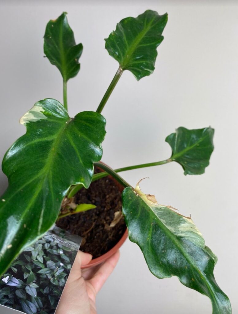 Philodendron Narrow Variegata