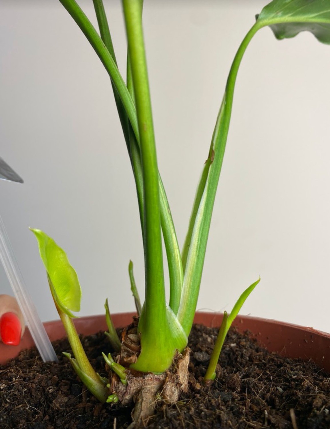 Philodendron Narrow Variegata