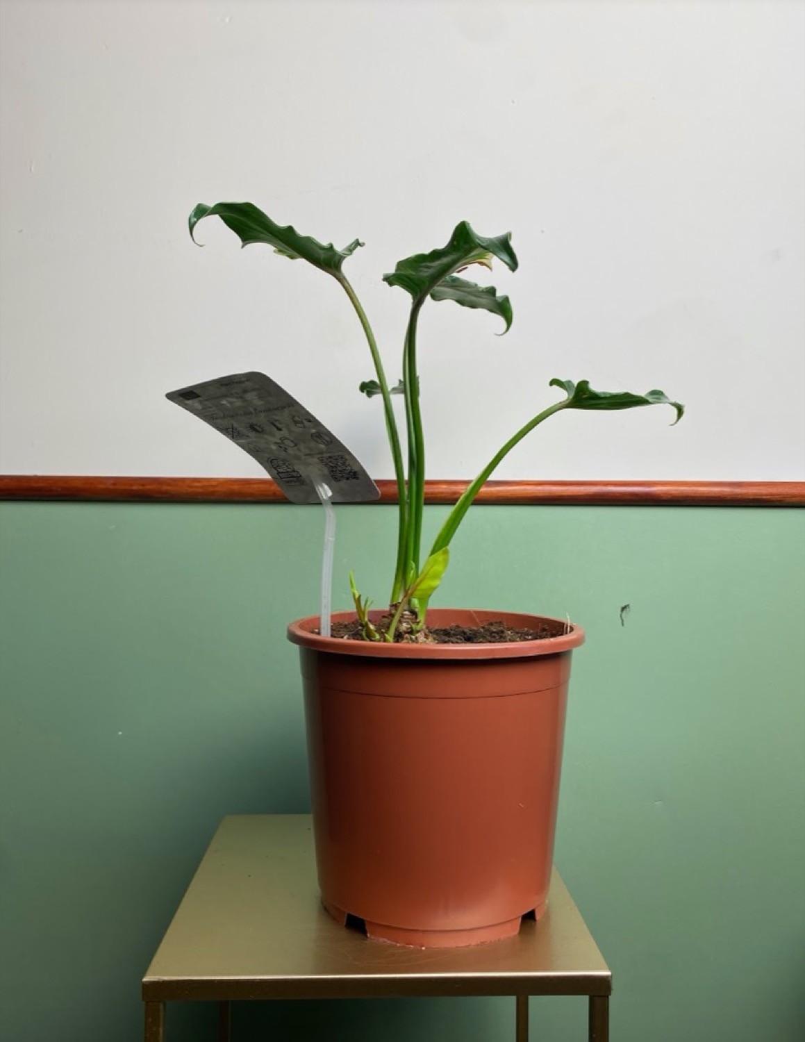 Philodendron Narrow Variegata