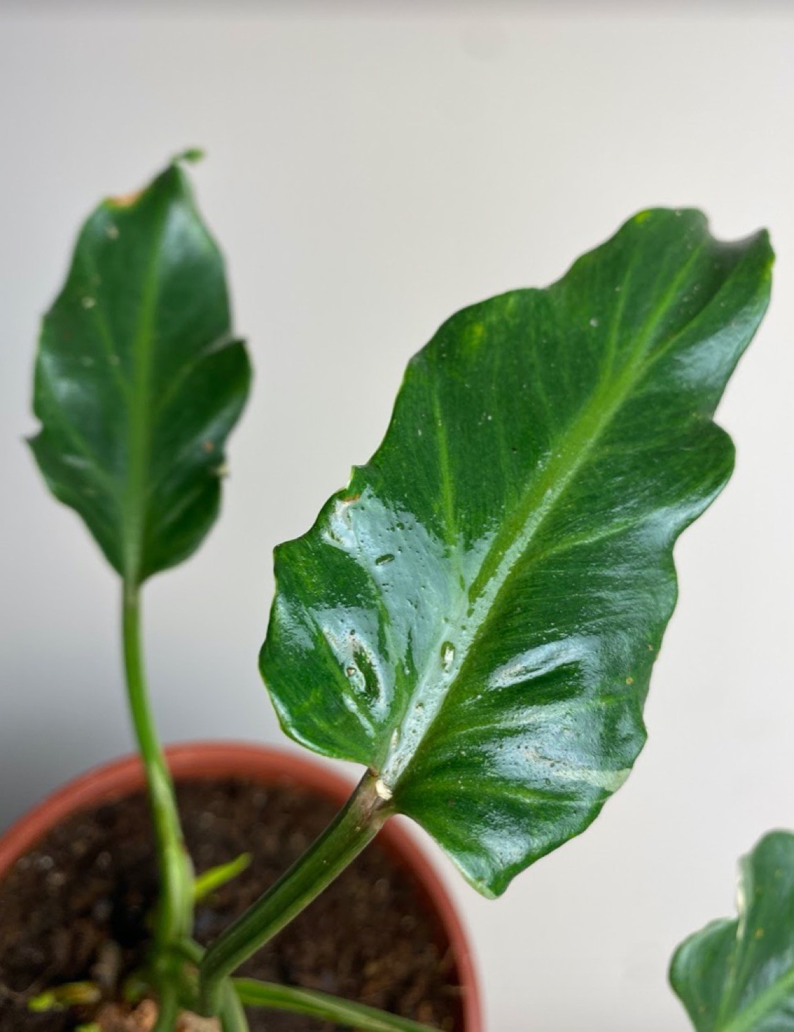 Philodendron Narrow Variegata