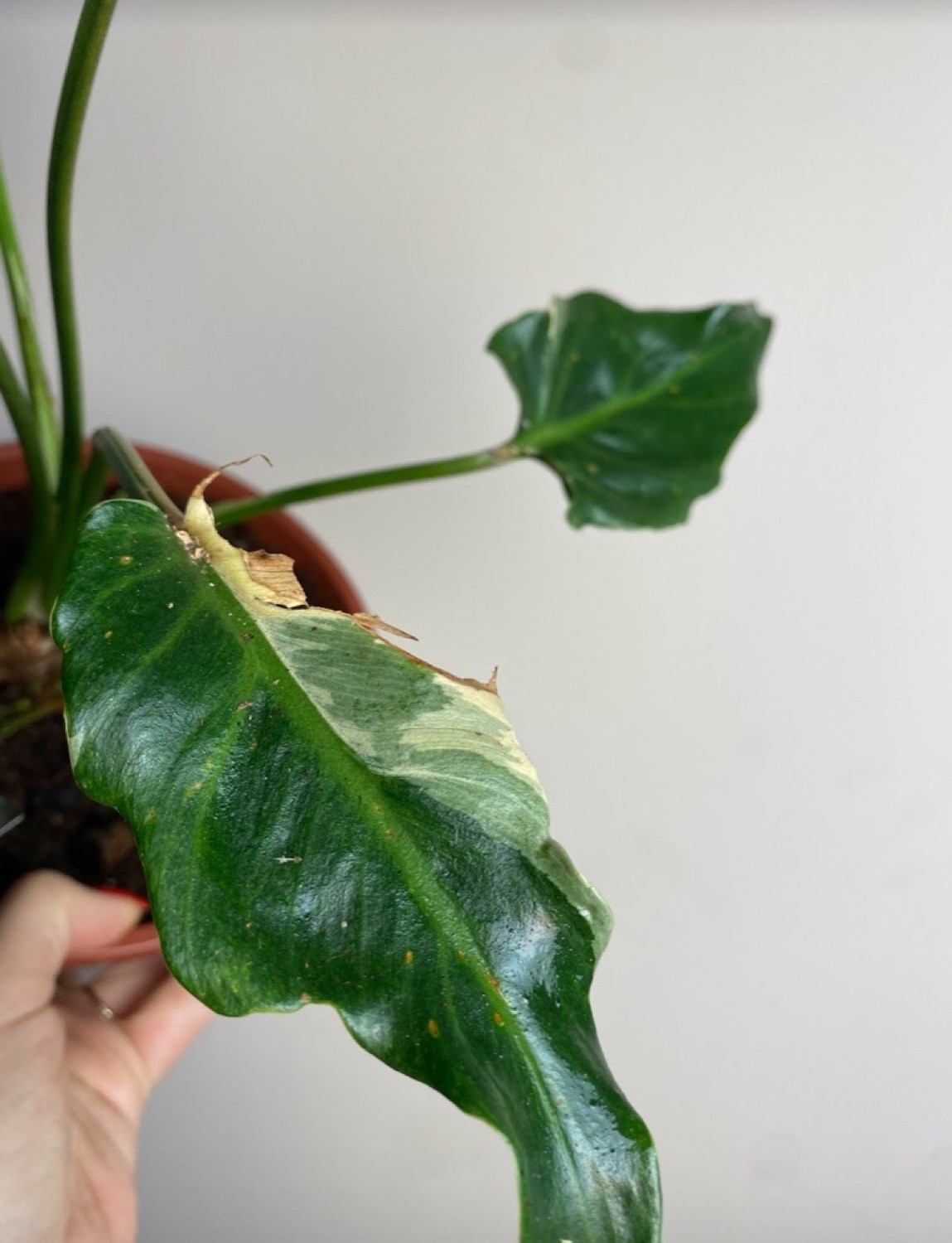 Philodendron Narrow Variegata