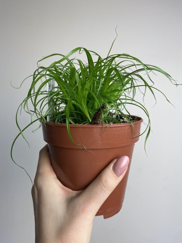 Cyperus alt. Zumula TRAWA DLA KOTA