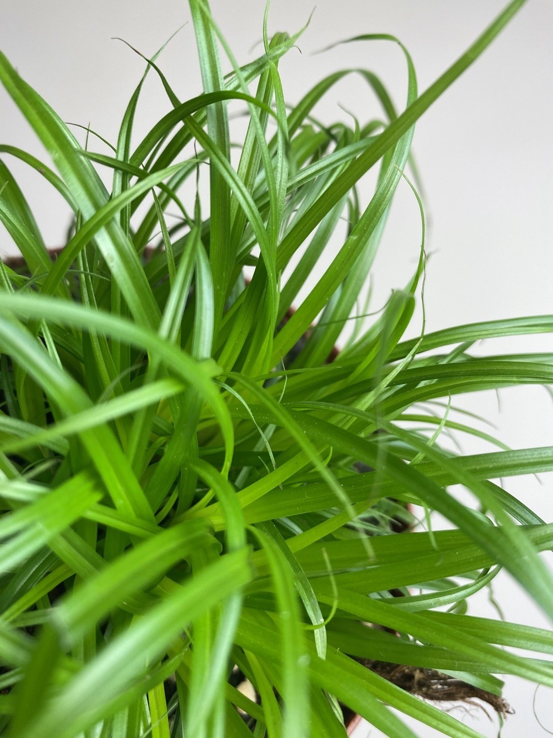 Cyperus alt. Zumula TRAWA DLA KOTA
