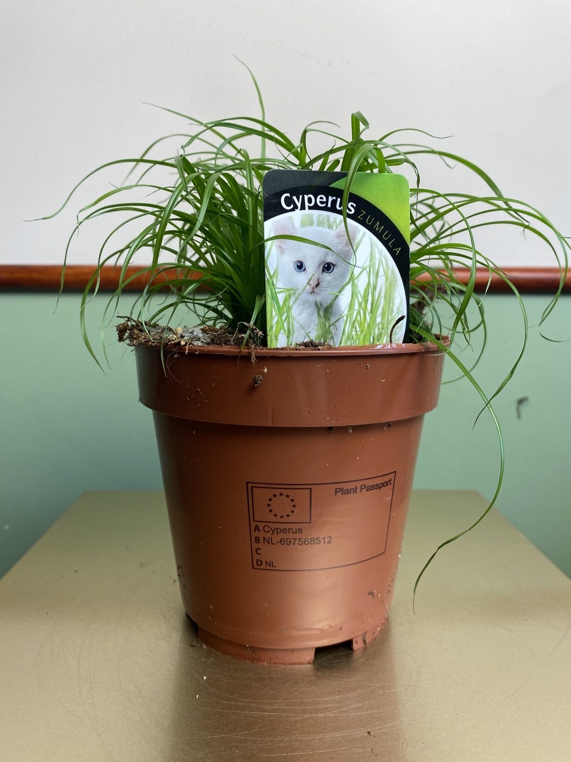 Cyperus alt. Zumula TRAWA DLA KOTA