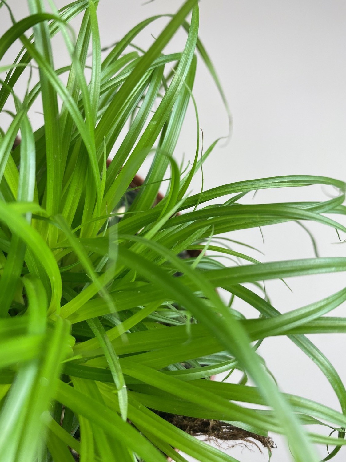 Cyperus alt. Zumula TRAWA DLA KOTA