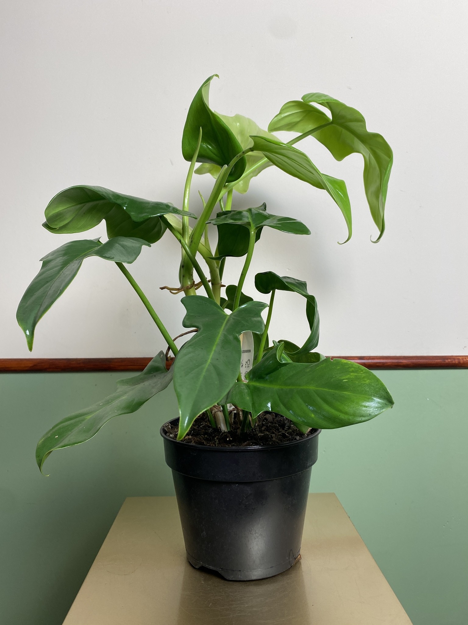 Philodendron Yellow Violin