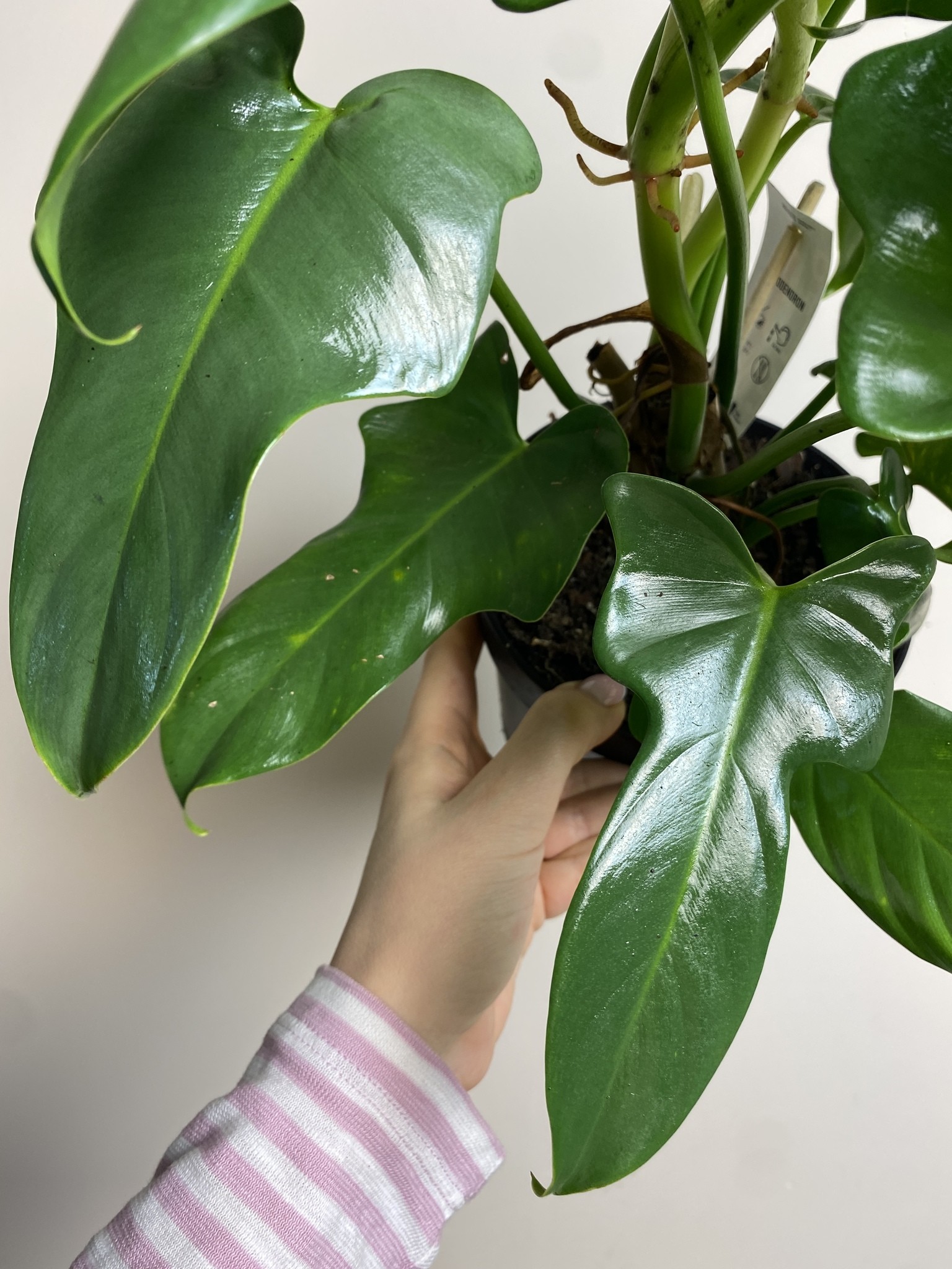 Philodendron Yellow Violin