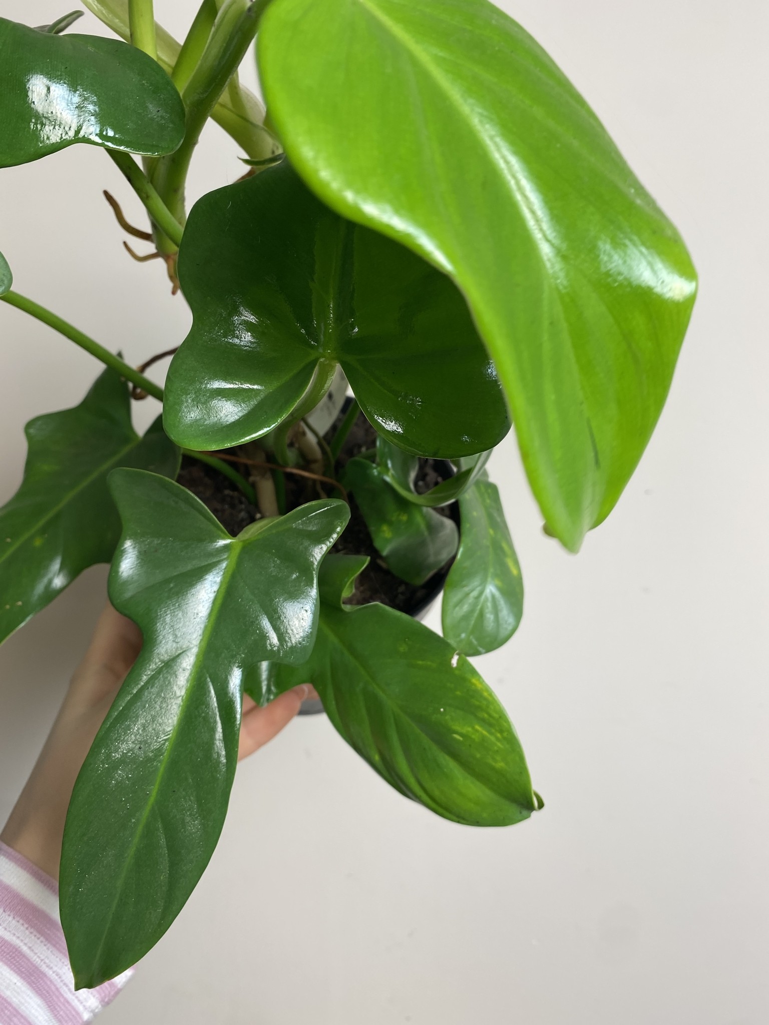 Philodendron Yellow Violin