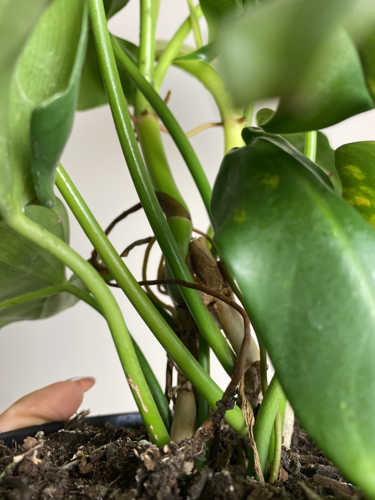 Philodendron Yellow Violin