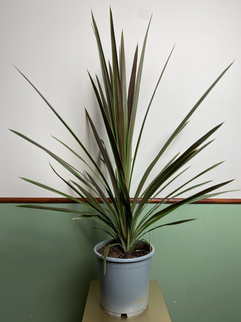 Cordyline australis Eurostripe - Kordyliera australijska
