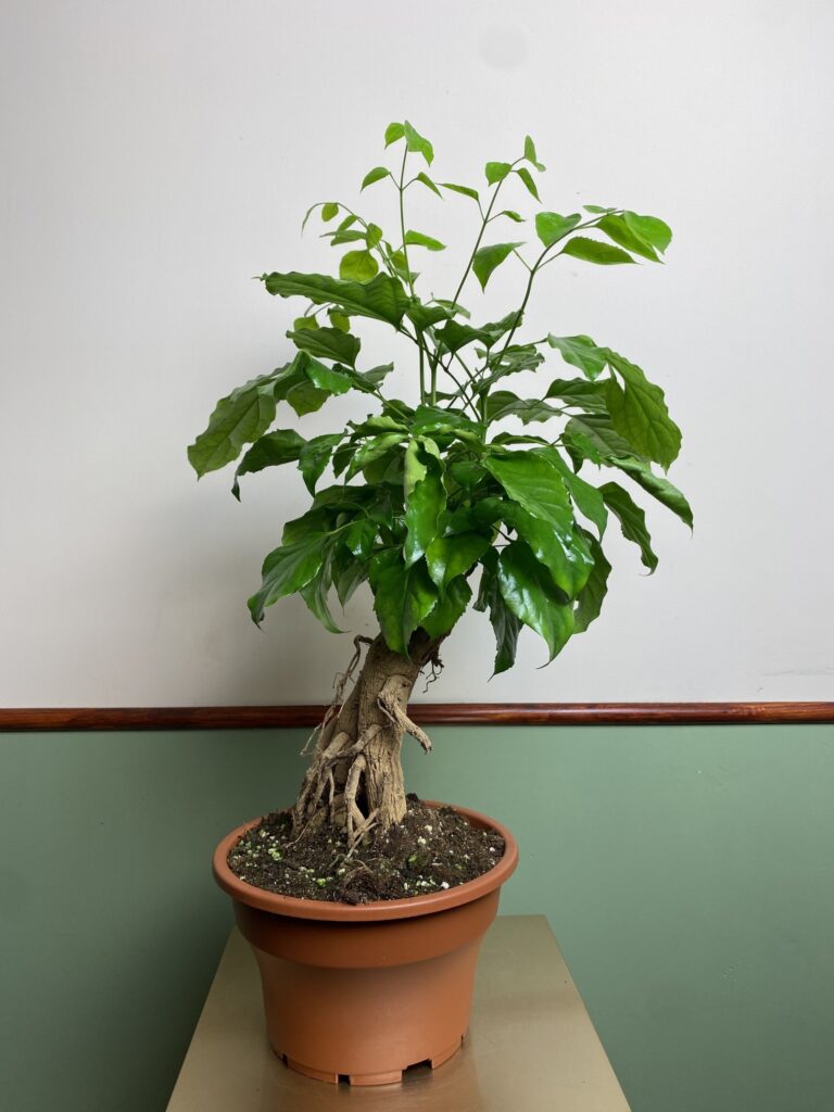 Radermachera sinica (bonsai)