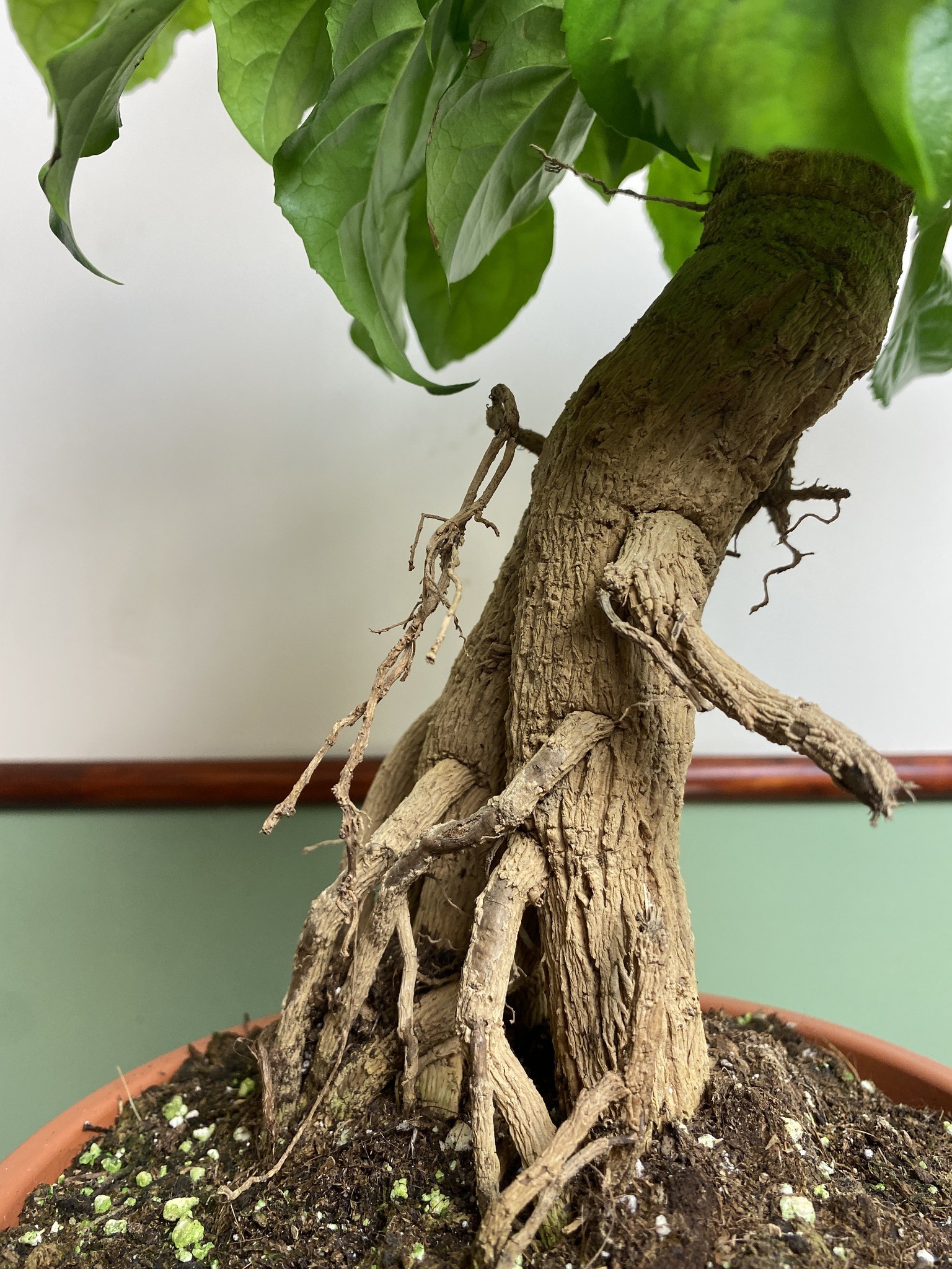 Radermachera sinica (bonsai)