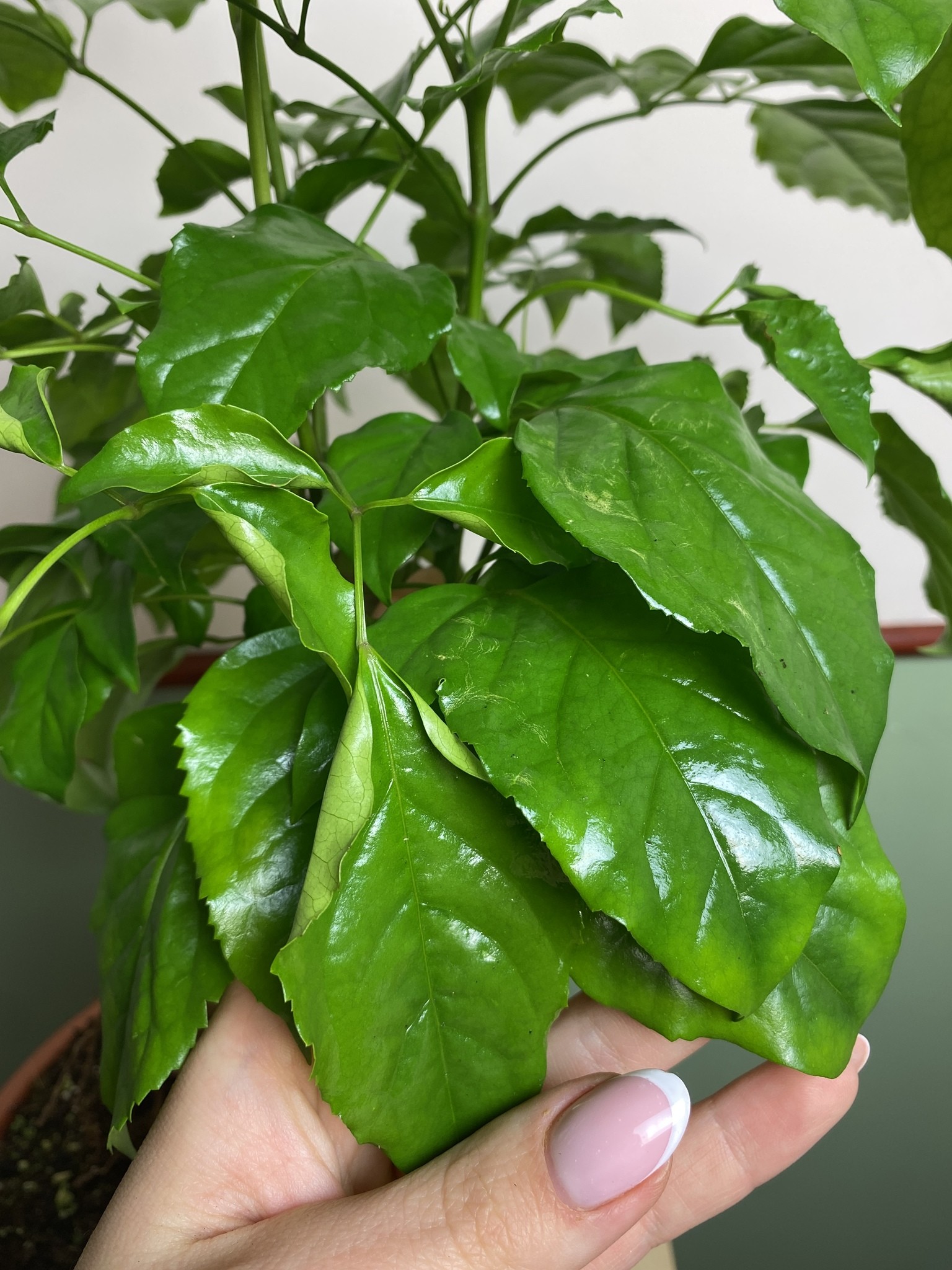 Radermachera sinica (bonsai)