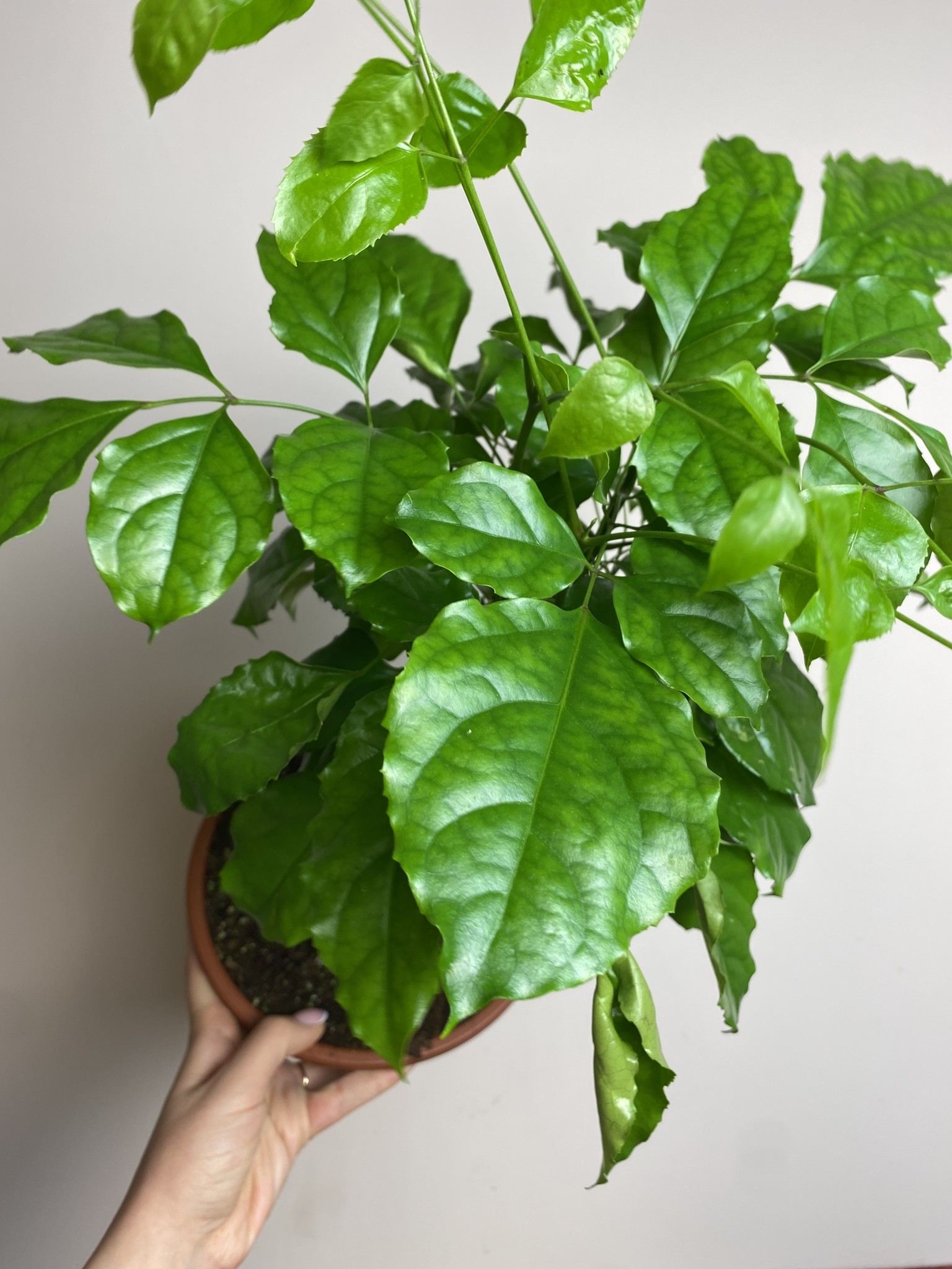 Radermachera sinica (bonsai)