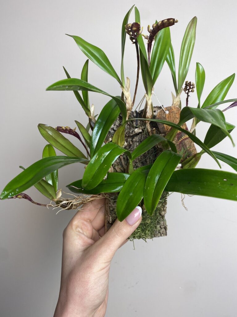 Bulbophyllum on cork
