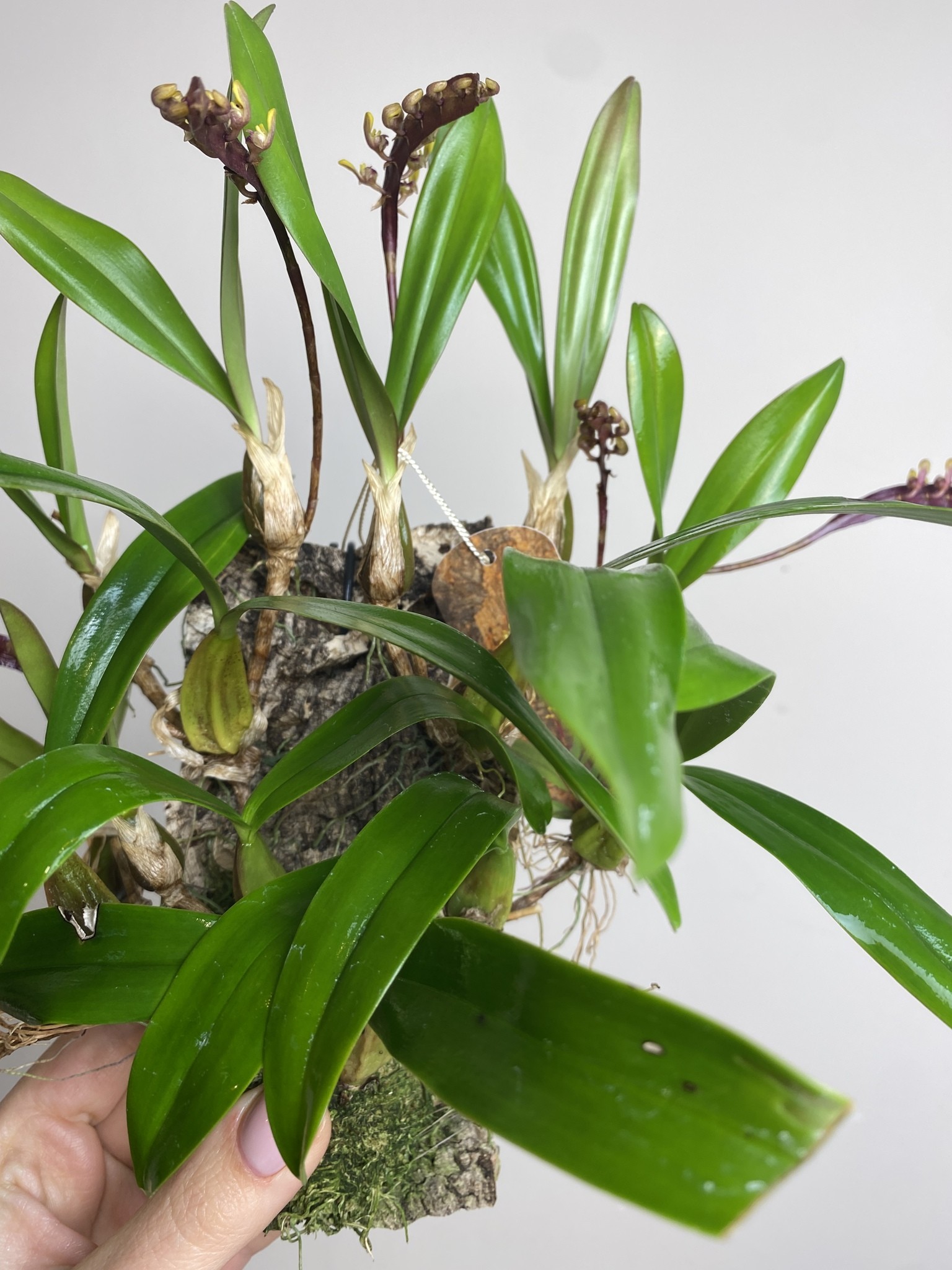 Bulbophyllum on cork