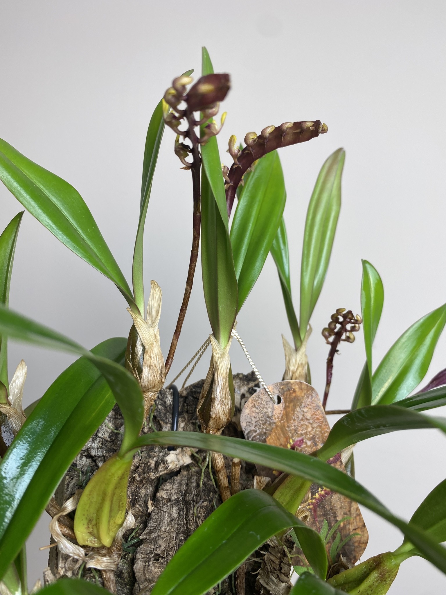 Bulbophyllum on cork