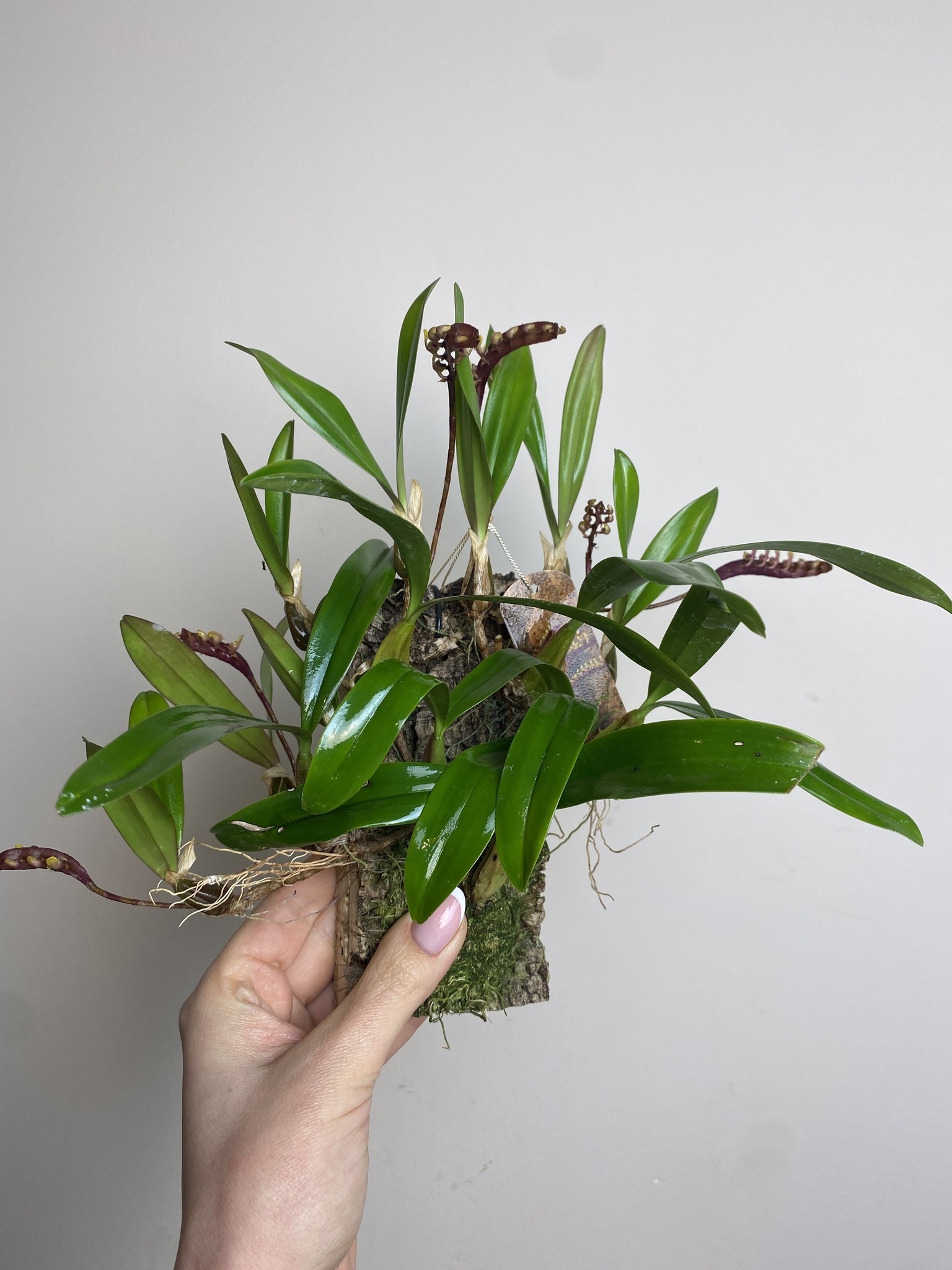 Bulbophyllum on cork