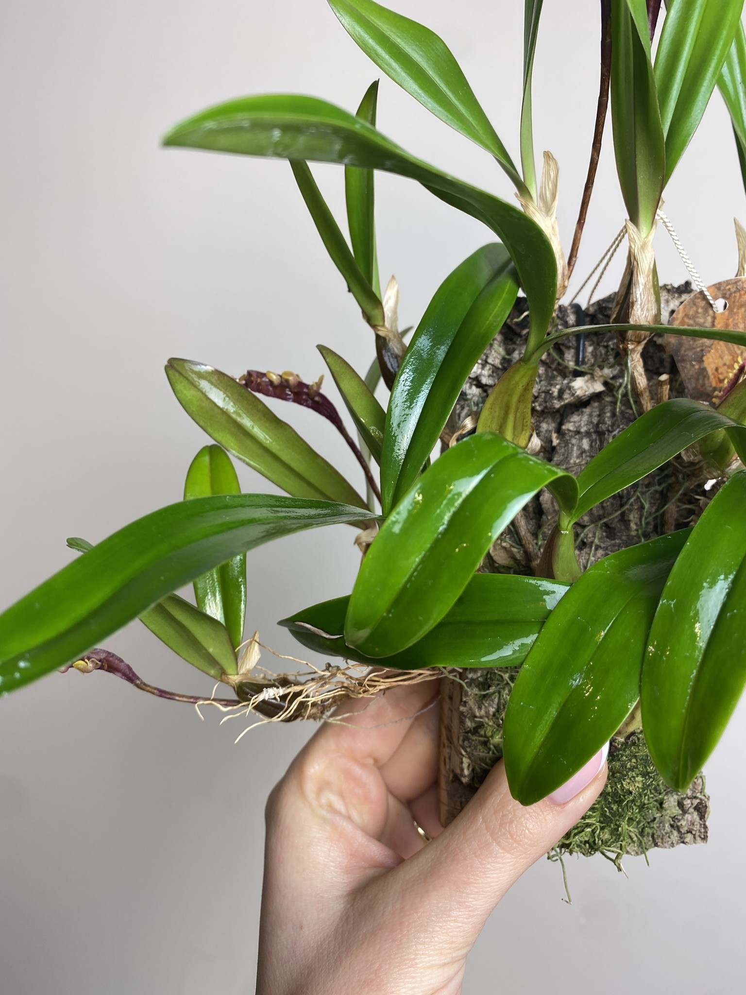 Bulbophyllum on cork